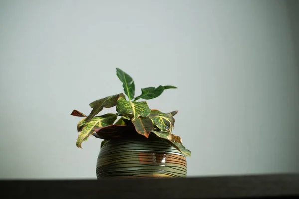 Dekoratif seramik tencerede ev yeşili bitki, odada yumuşak ışıklar.