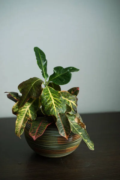Dekoratif seramik tencerede ev yeşili bitki, odada yumuşak ışıklar.