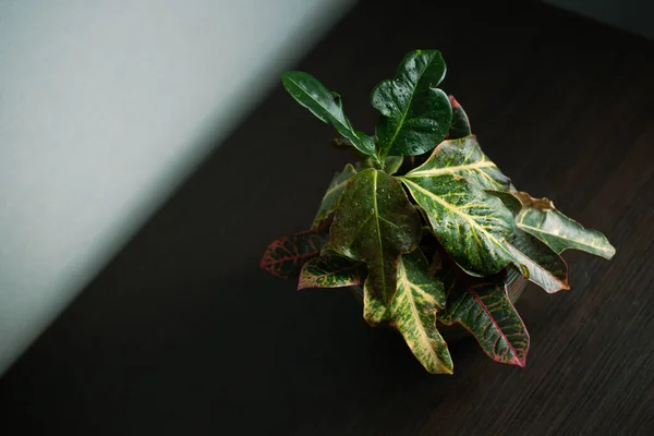 Dekoratif seramik tencerede ev yeşili bitki, odada yumuşak ışıklar.