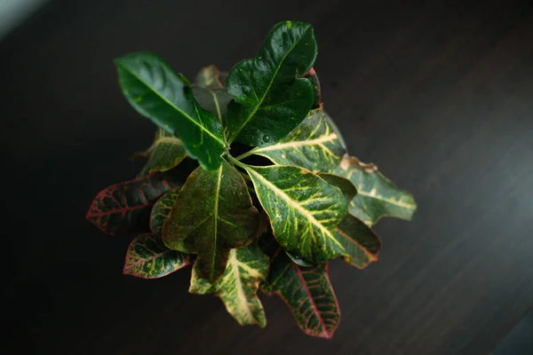 Dekoratif seramik tencerede ev yeşili bitki, odada yumuşak ışıklar. Kapat.