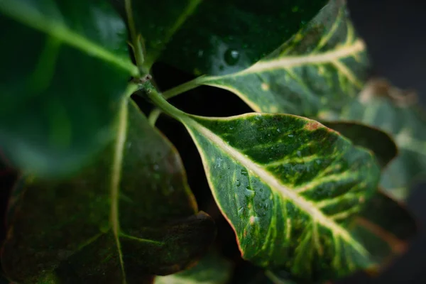 Dekoratif seramik tencerede ev yeşili bitki, odada yumuşak ışıklar. Yaklaş, makro.