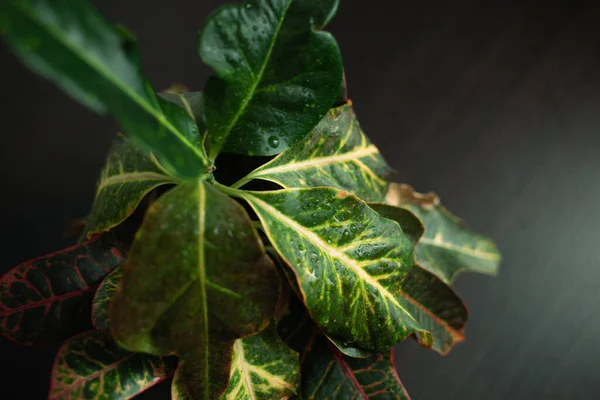 Dekoratif seramik tencerede ev yeşili bitki, odada yumuşak ışıklar. Yaklaş, makro..