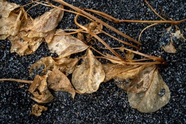 Sahilde kuru yapraklar, güzel ve renkli doğa.