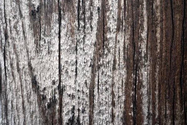 Ein Stück Holz Und Ein Ast Strand Meer Angespült — Stockfoto