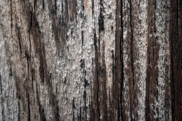 Egy Fadarabot Egy Ágat Mosott Partra Tenger — Stock Fotó