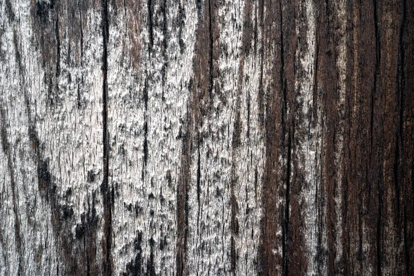 Ein Stück Holz Und Ein Ast Strand Meer Angespült — Stockfoto