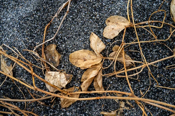 Foglie Secche Sulla Spiaggia Natura Bella Colorata — Foto Stock