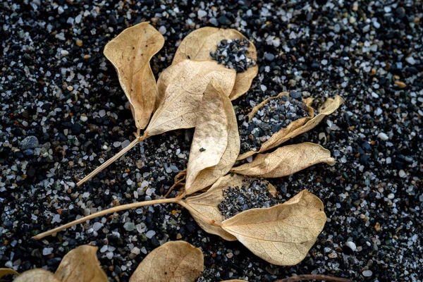 Dry Leaves Beach Beautiful Colorful Nature — Stock Photo, Image