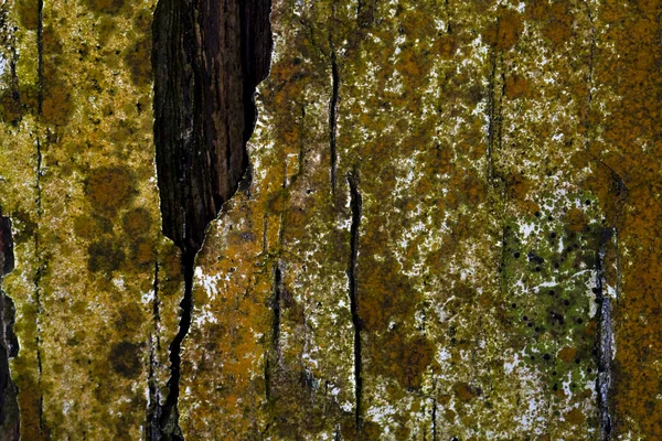 Nádherná Dřevěná Zrnka Dřevěné Pozadí Dřevěné Obilí Vzor Textury Pozadí — Stock fotografie