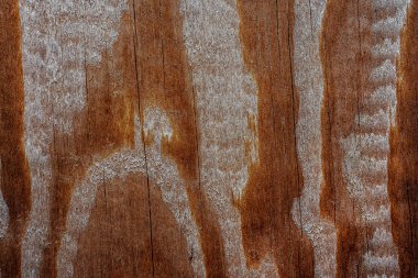 Güzel ahşap tahıl. Ahşap arka. Tahta desenli arkaplan