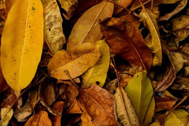 Sahilde kuru yapraklar, güzel ve renkli doğa.
