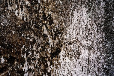 Lekeli yıpranmış bir duvar