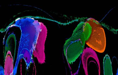 Modern soyut resim. Renkli akıcı sanat resimleri. Geometrik arkaplan.