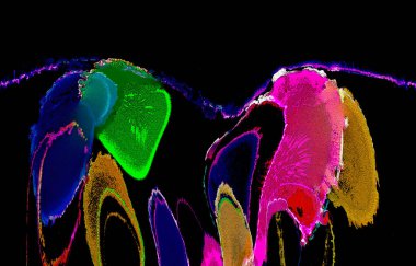 Modern soyut resim. Renkli akıcı sanat resimleri. Geometrik arkaplan.