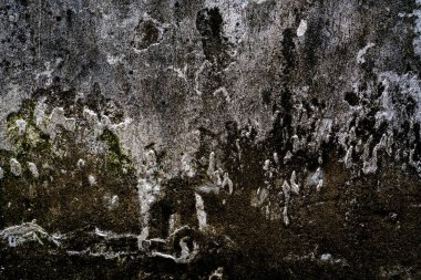 Yeşil yosun desenli eski gri taş duvar