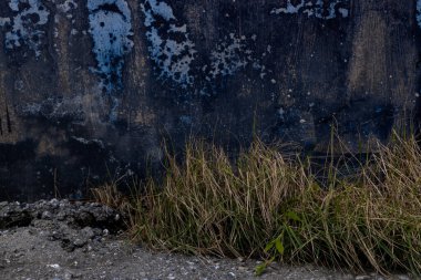 Yeşil yosun desenli eski gri taş duvar