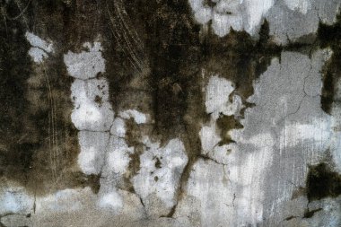 Yeşil yosun desenli eski gri taş duvar