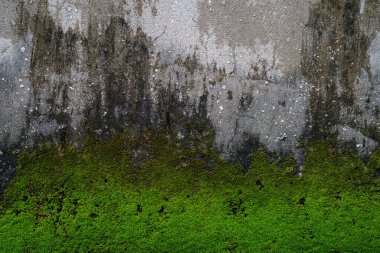Yeşil yosun desenli eski gri taş duvar