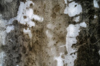 Yeşil yosun desenli eski gri taş duvar