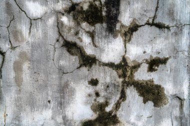 Yeşil yosun desenli eski gri taş duvar