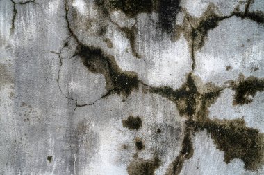 Yeşil yosun desenli eski gri taş duvar