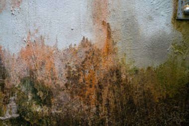 Yeşil yosun desenli eski gri taş duvar