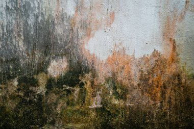 Yeşil yosun desenli eski gri taş duvar