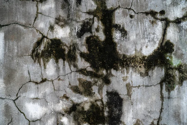 Oude Grijze Stenen Muur Met Groene Mos Textuur Achtergrond — Stockfoto