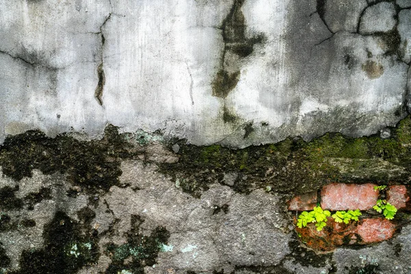 Stary Szary Kamienny Mur Zielonym Mchem Tekstury Tła — Zdjęcie stockowe