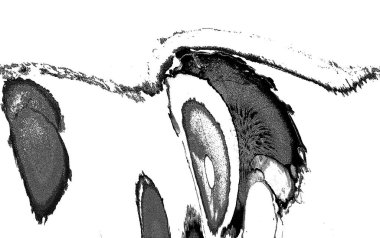 Yüksek kalite monokrom soyut resim. Tasarımcılar için modern sanat arka planı
