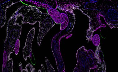 Neon parıltısı arka planı. Akan doku. Odaklanamayan kıvılcımlar. Bokeh parıltısı. Floresan moru. Mavi. Magenta. Pembe. Gradyan ışık. Parlak röfleler. Desen.