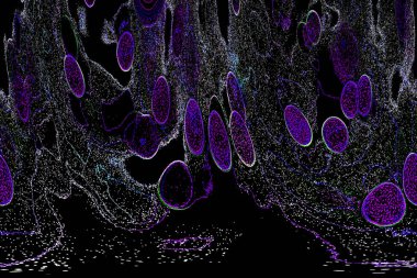 Neon parıltısı arka planı. Akan doku. Odaklanamayan kıvılcımlar. Bokeh parıltısı. Floresan moru. Mavi. Magenta. Pembe. Gradyan ışık. Parlak röfleler. Desen.