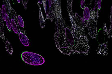 Neon parıltısı arka planı. Akan doku. Odaklanamayan kıvılcımlar. Bokeh parıltısı. Floresan moru. Mavi. Magenta. Pembe. Gradyan ışık. Parlak röfleler. Desen.