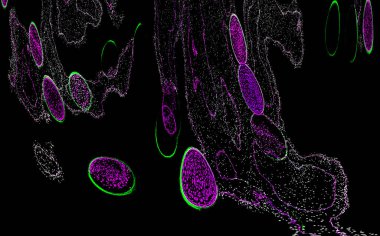 Neon parıltısı arka planı. Akan doku. Odaklanamayan kıvılcımlar. Bokeh parıltısı. Floresan moru. Mavi. Magenta. Pembe. Gradyan ışık. Parlak röfleler. Desen.