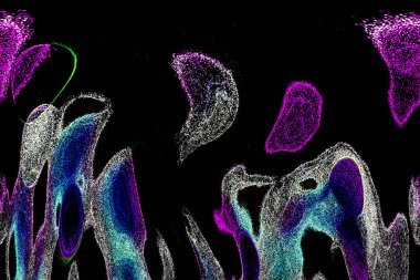 Neon parıltısı arka planı. Akan doku. Odaklanamayan kıvılcımlar. Bokeh parıltısı. Floresan moru. Mavi. Magenta. Pembe. Gradyan ışık. Parlak röfleler. Desen.