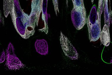 Neon parıltısı arka planı. Akan doku. Odaklanamayan kıvılcımlar. Bokeh parıltısı. Floresan moru. Mavi. Magenta. Pembe. Gradyan ışık. Parlak röfleler. Desen.