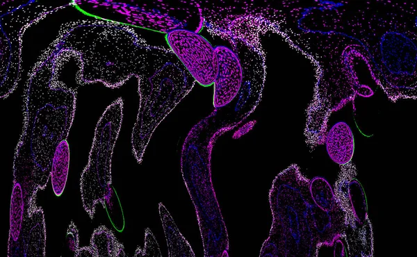 Neon parıltısı arka planı. Akan doku. Odaklanamayan kıvılcımlar. Bokeh parıltısı. Floresan moru. Mavi. Magenta. Pembe. Gradyan ışık. Parlak röfleler. Desen.