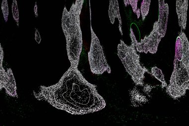 Neon parıltısı arka planı. Akan doku. Odaklanamayan kıvılcımlar. Bokeh parıltısı. Floresan moru. Mavi. Magenta. Pembe. Gradyan ışık. Parlak röfleler. Desen.