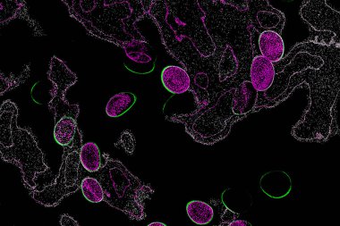 Neon parıltısı arka planı. Akan doku. Odaklanamayan kıvılcımlar. Bokeh parıltısı. Floresan moru. Mavi. Magenta. Pembe. Gradyan ışık. Parlak röfleler. Desen.