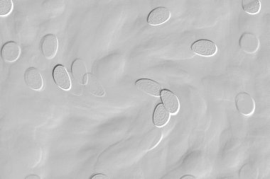 Seramik duvar ve döşemeler için doku arkaplanı. Banyo, mutfak kiremitleri. Duvar kağıdı..