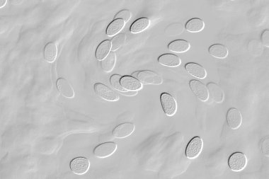 Seramik duvar ve döşemeler için doku arkaplanı. Banyo, mutfak kiremitleri. Duvar kağıdı..