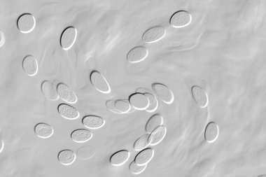 Seramik duvar ve döşemeler için doku arkaplanı. Banyo, mutfak kiremitleri. Duvar kağıdı..