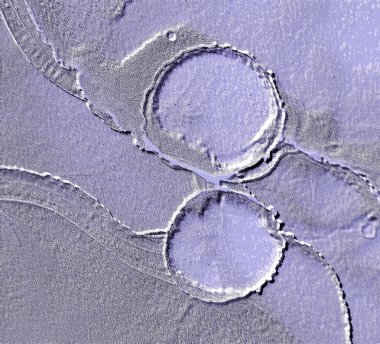 Farklı boyut ve şekillere sahip düzensiz fayanslar, 3 boyutlu grafikler için dikişsiz doku haritaları