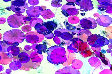 Nilüfer yaprakları ve nilüfer yapraklarıyla sunulan zarif desenli tasarım.