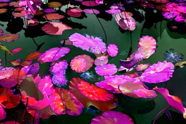 Nilüfer yaprakları ve nilüfer yapraklarıyla sunulan zarif desenli tasarım.