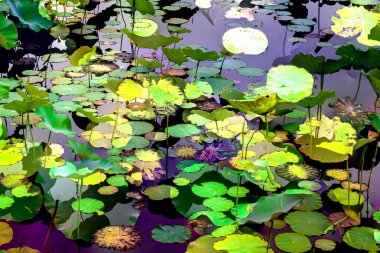 Nilüfer yaprakları ve nilüfer yapraklarıyla sunulan zarif desenli tasarım.