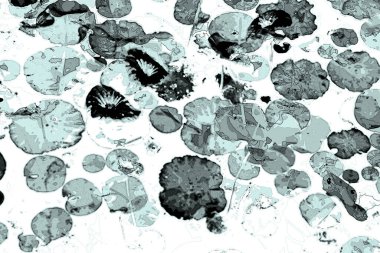 Nilüfer yaprakları ve nilüfer yapraklarıyla sunulan zarif desenli tasarım.