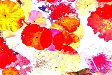 Nilüfer yaprakları ve nilüfer yapraklarıyla sunulan zarif desenli tasarım.