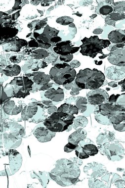 Nilüfer yaprakları ve nilüfer yapraklarıyla sunulan zarif desenli tasarım.