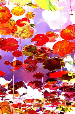 Nilüfer yaprakları ve nilüfer yapraklarıyla sunulan zarif desenli tasarım.